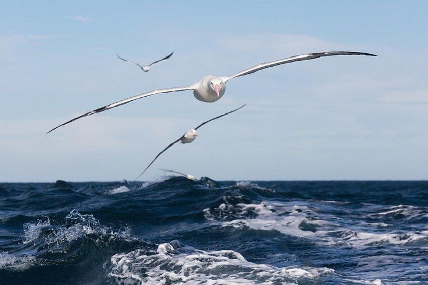You really have to see the three metre wingspan of a royal albatross up-close to appreciate how HUGE they are. 5
