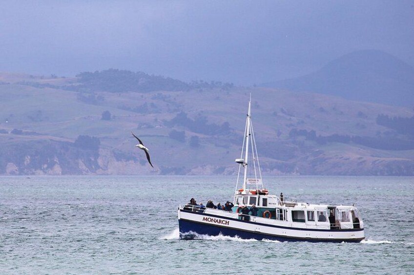 Our passengers getting treated to great views as a royal albatross glides in from the ocean. 1