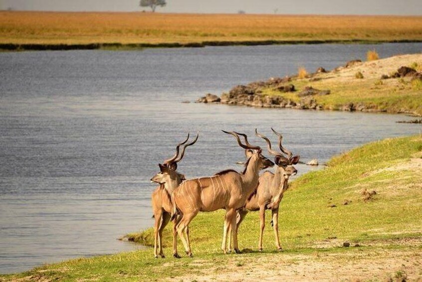 Chobe Day Trip from Victoria Falls