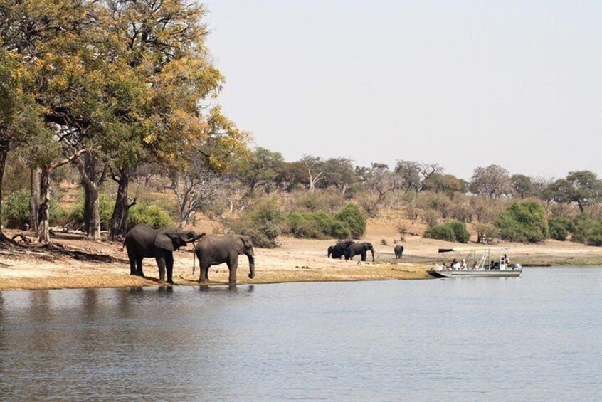 Chobe Day Trip from Victoria Falls