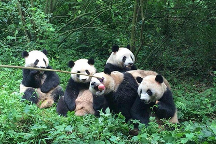 Leshan Buddha + Panda Base or Old Tea House Private Day Tour 1