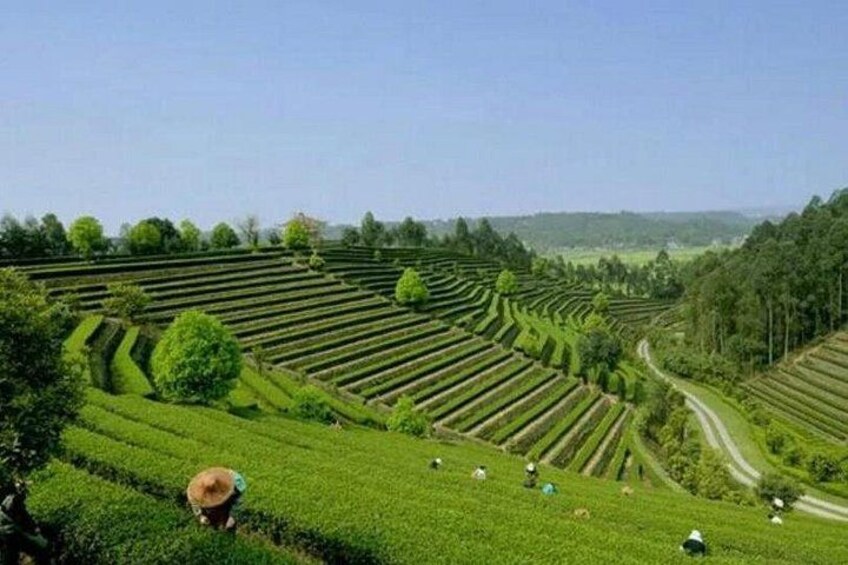 Leshan Buddha + Panda Base or Old Tea House Private Day Tour 3