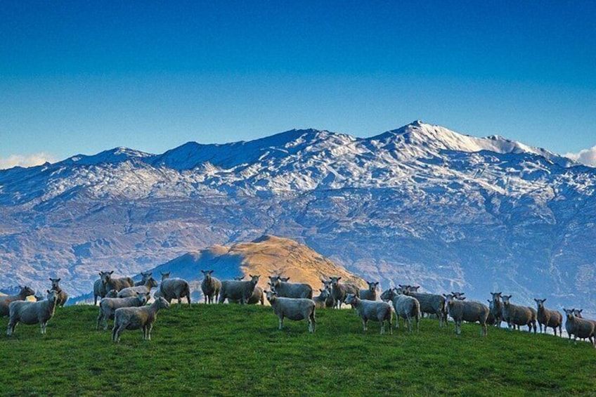A herd of sheep on a grassy hill with a snow-capped mountain in the background. 3