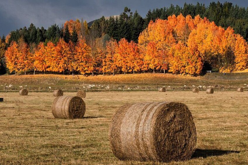 Queenstown: Half-Day Private Sightseeing & Photography Tour 4