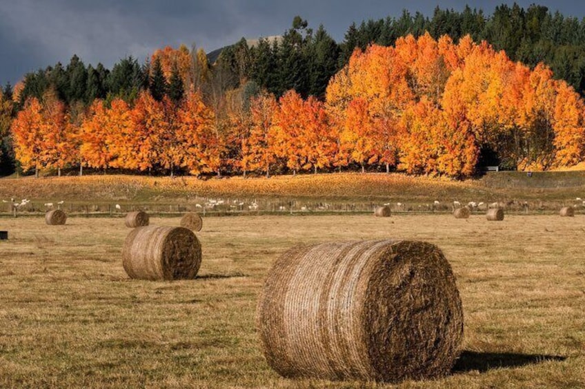 Half Day Queenstown & Beyond Private Scenic Photography Tour 2