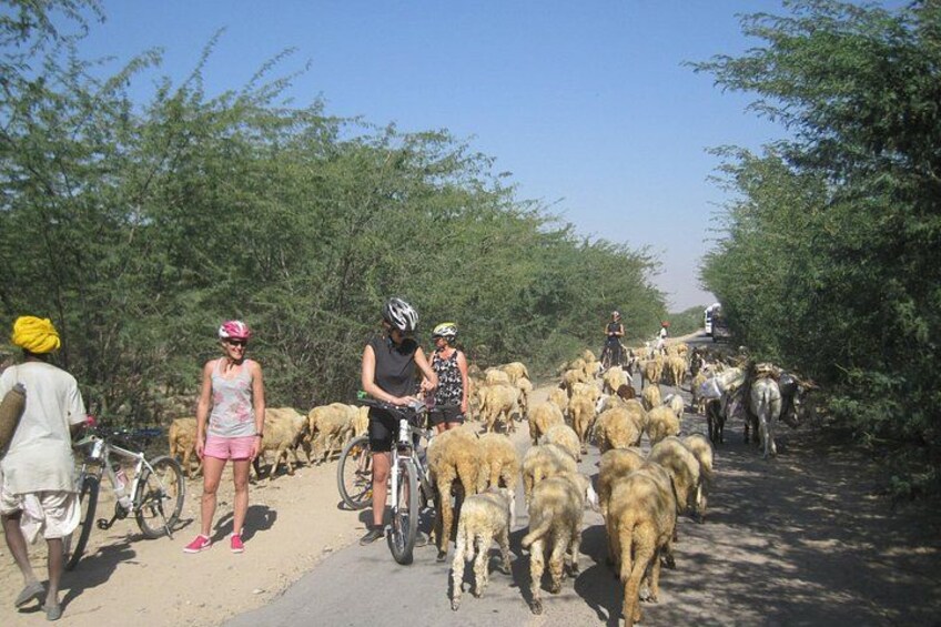 Jaipur Village Cycling Safari 3