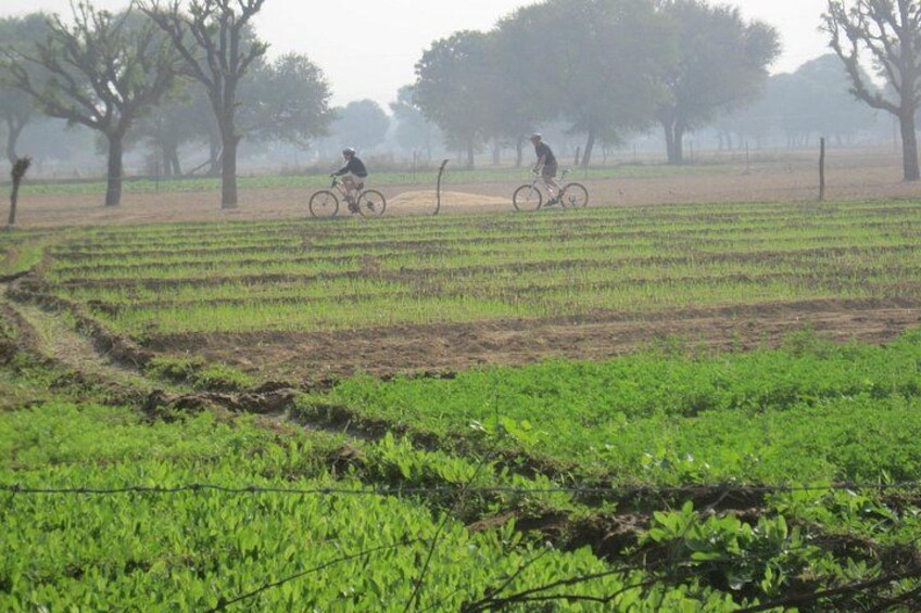 Jaipur Village Cycling Safari 4