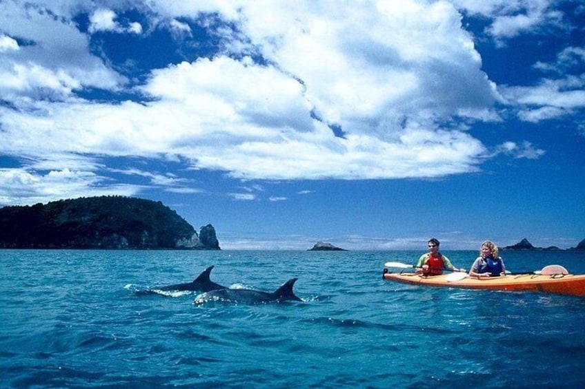 Cathedral Cove Classic Kayaking Tour