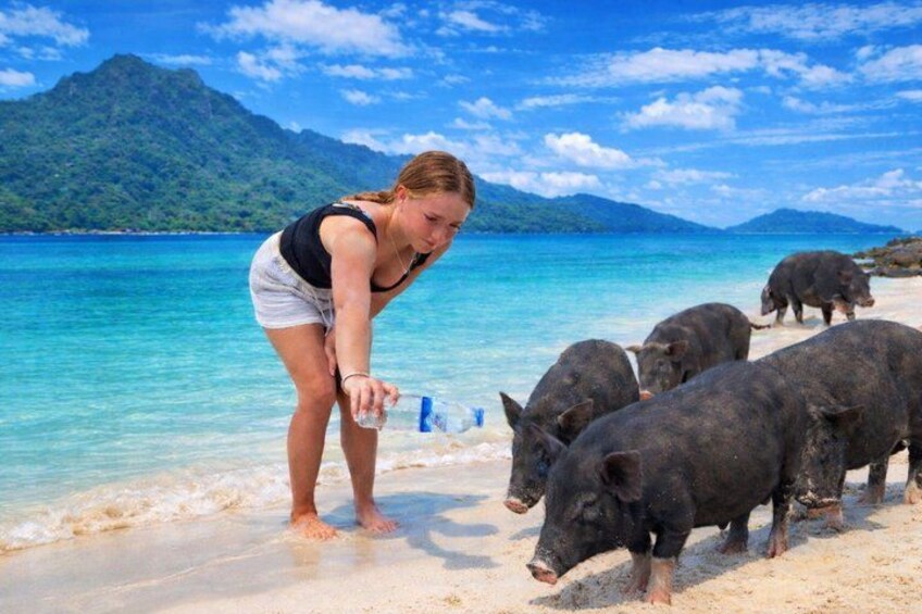 A beach with clear turquoise water, a person feeding pigs, and a mountainous landscape in the background. 5