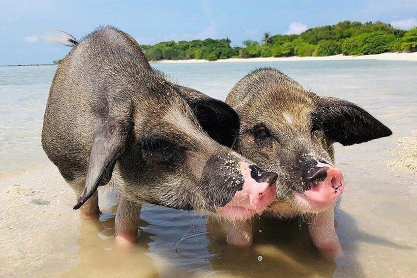 Pig Island Experience By Speed Boat, Snorkeling, Kayaking Relaxing on the Beach 2
