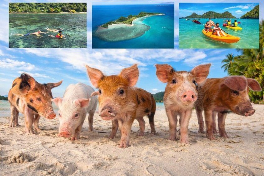 A beach with four pigs, a clear blue sea, and a distant island. 1