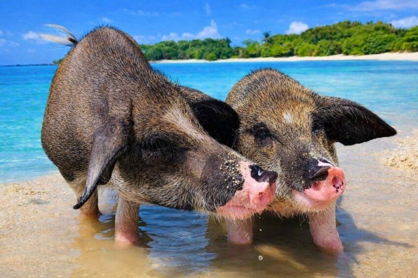Two pigs on a beach with clear blue water and a distant island. 4