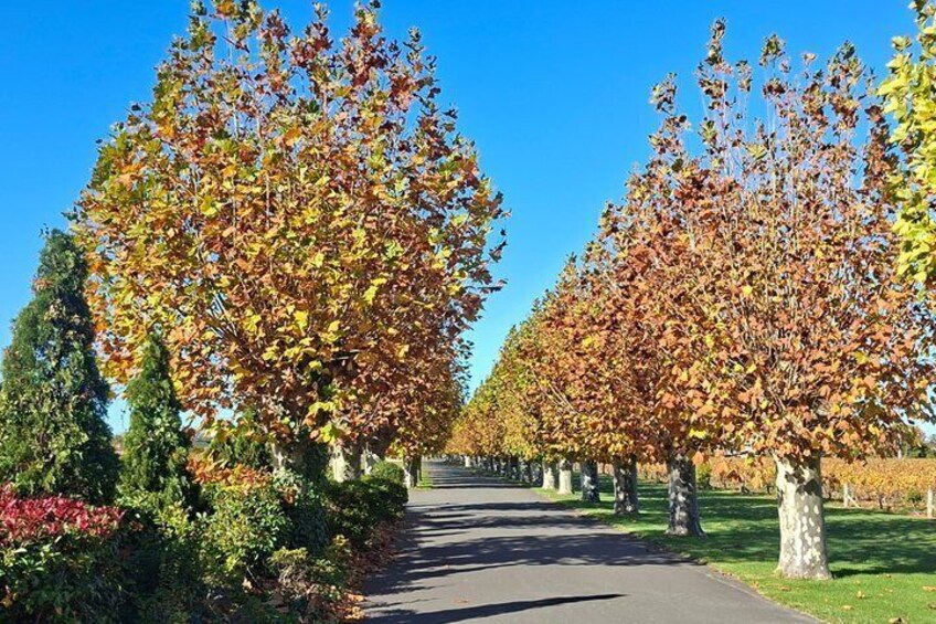 Napier: Afternoon Wine Tasting + visit Silky Oaks Chocolates 4
