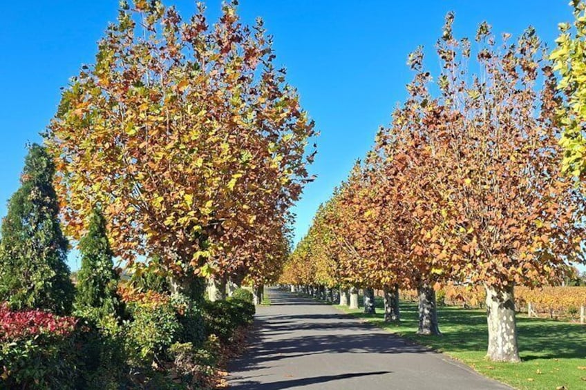 Napier Gourmet Winery Luncheon + tastings at 3 Great Wineries 4