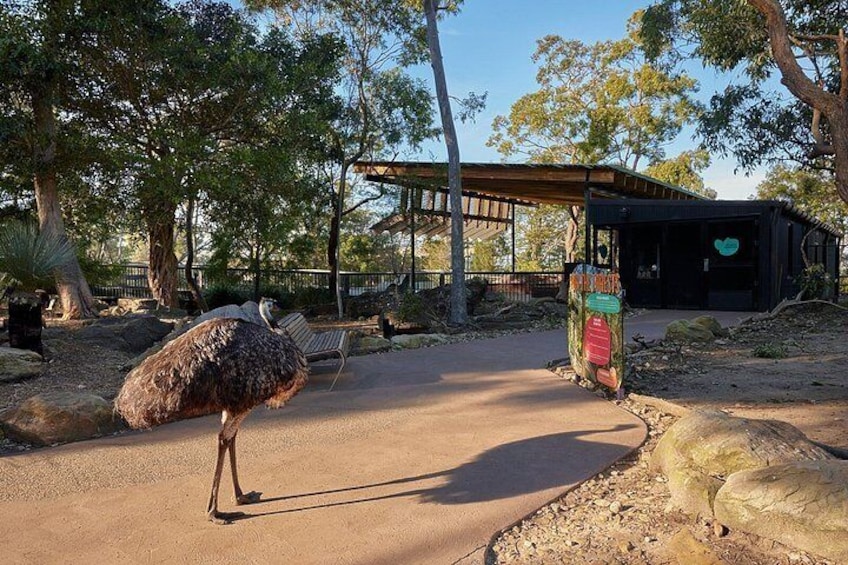 Sydney Taronga Zoo's Aussie Backyard Adventure Tour 2