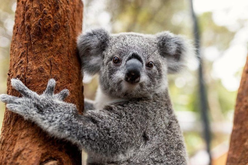 Sydney Taronga Zoo's Aussie Backyard Adventure Tour 3