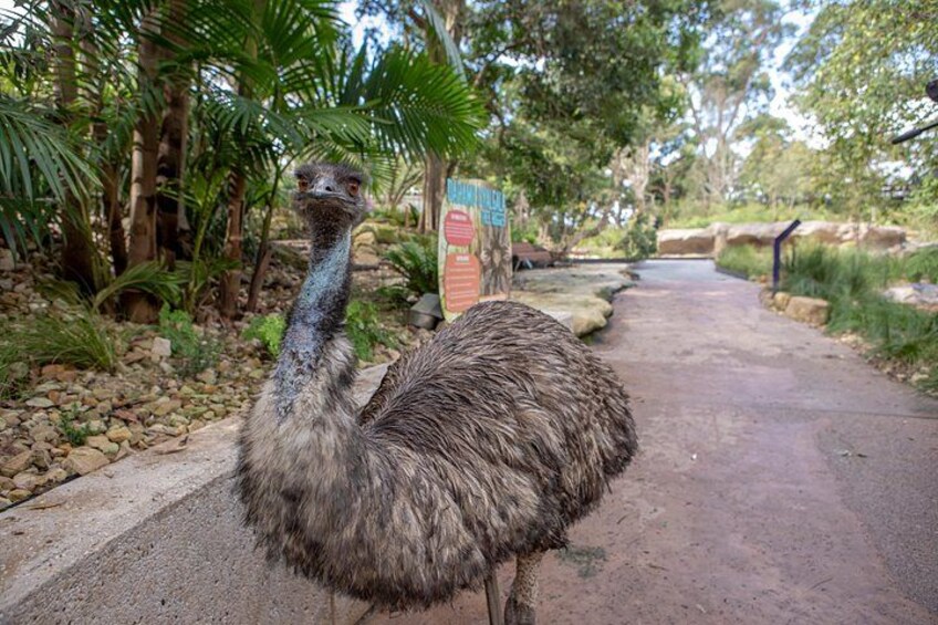 Sydney Taronga Zoo Wild Australia Experience 1