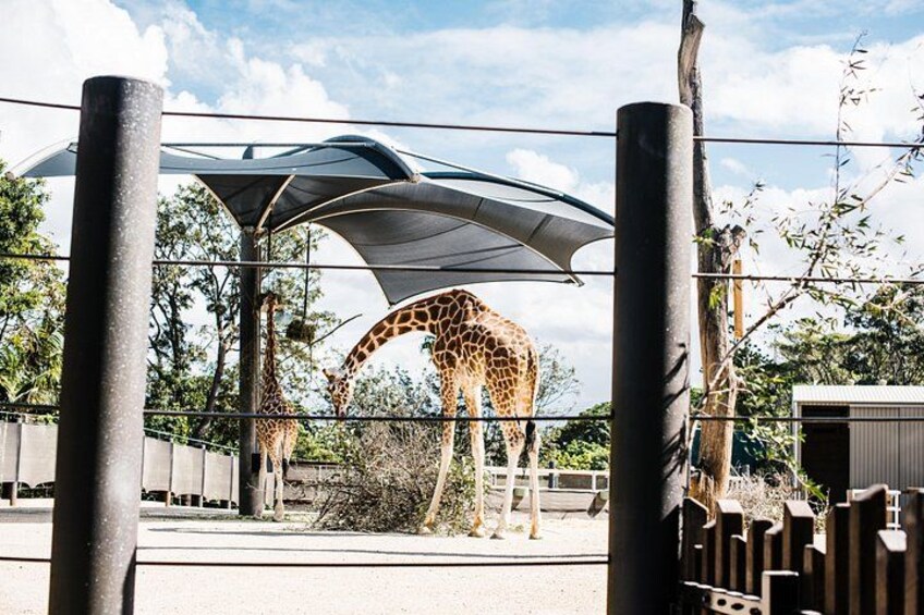 En giraff i en djurpark, i ett inhägnat område med ett skuggande tak och träd i bakgrunden. 3