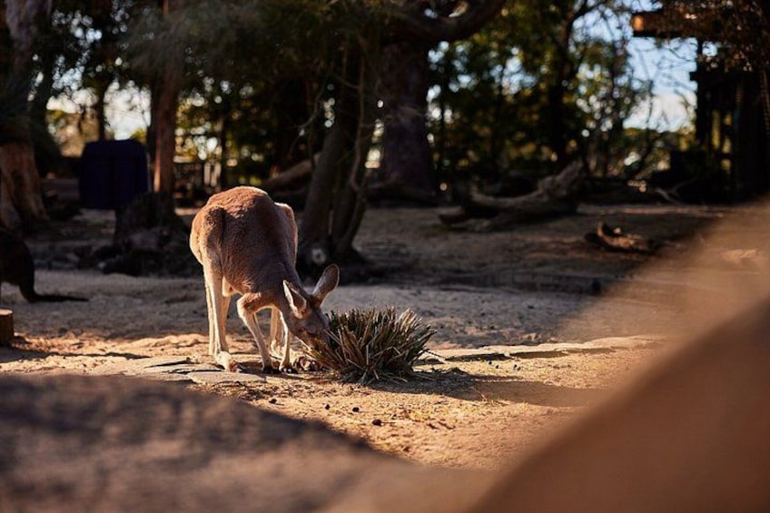 Sydney Taronga Zoo Wild Australia Experience 2