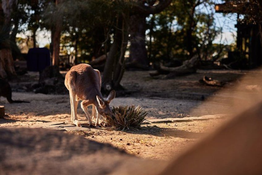 Sydney Taronga Zoo Wild Australia Experience 2