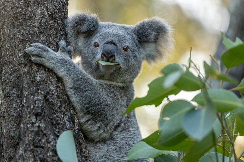 Sydney Taronga Zoo Wild Australia Experience 2