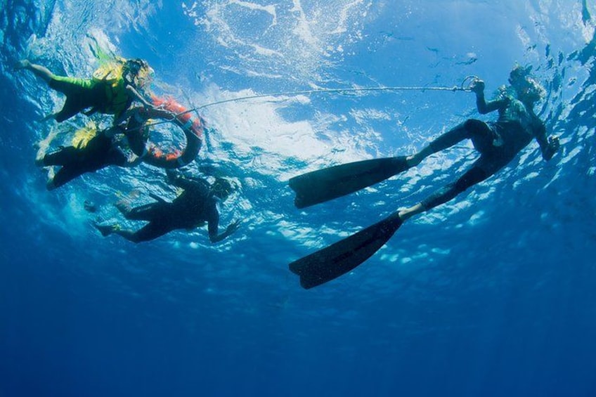 Complimentary snorkel tours available all day! 2