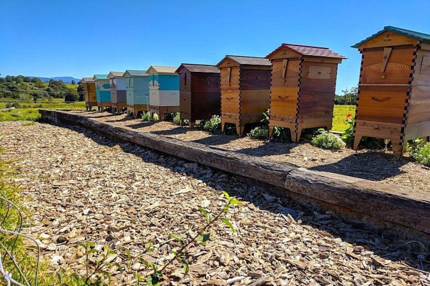Apiary, The Farm, Byron Bay 4