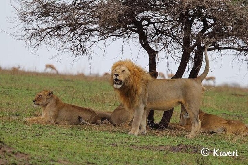 A lion resting under a tree with a grassy field in the background. 2