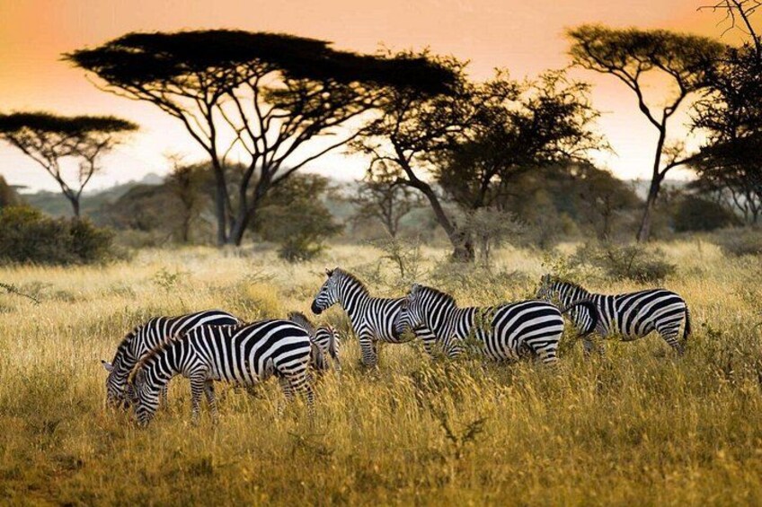 Zebras grazing in a grassy field with trees in the background. 1