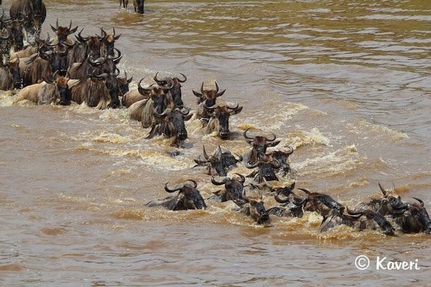 A herd of wildebeests wading through a muddy river. 3