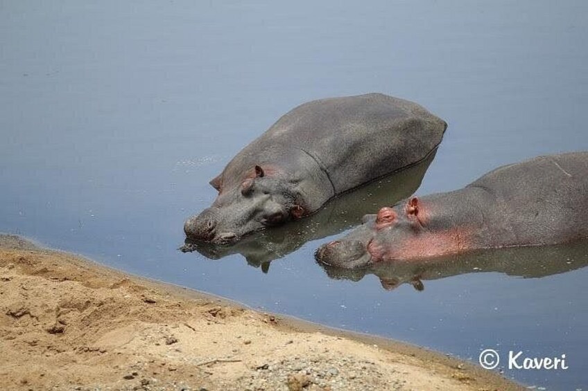 Two hippos partially submerged in water with a sandy bank in the foreground. 5