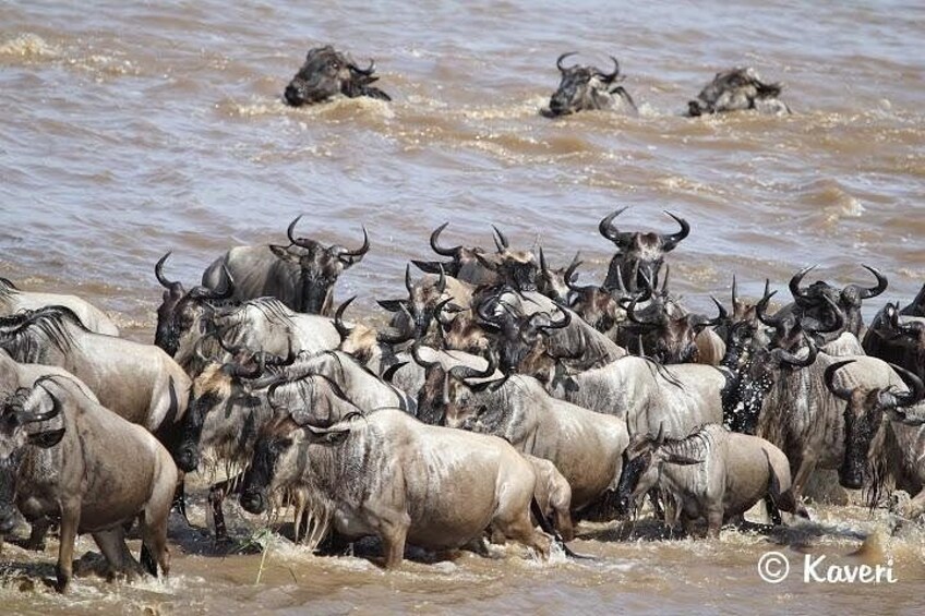 A herd of wildebeests crossing a river. 4