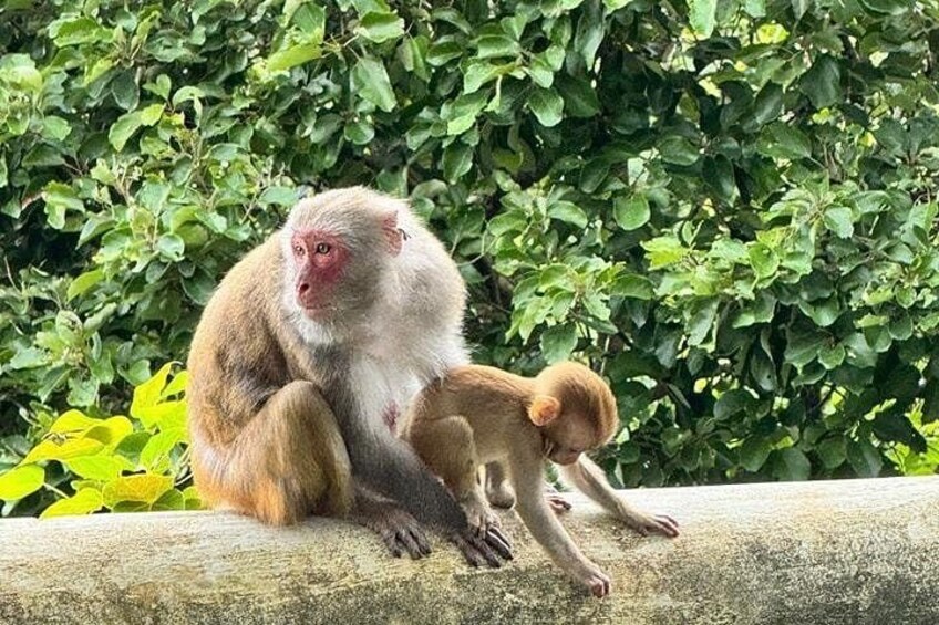 A monkey sitting on a stone ledge with a baby monkey beside it, surrounded by green foliage. 4