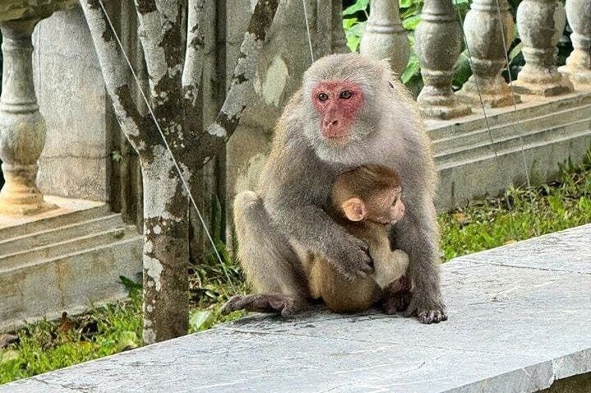 A monkey sitting on a stone bench with a young monkey. 5