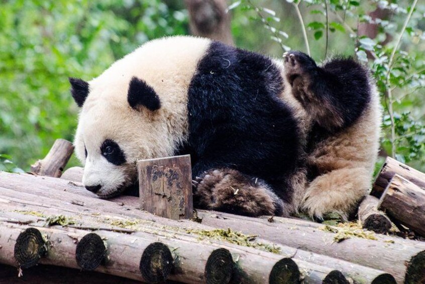 Chengdu: Panda Base Leshan Buddha Tour(or Half Day Panda Base ) 1