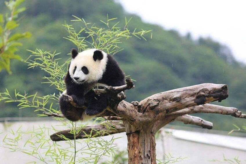 Chengdu: Panda Base Leshan Buddha Tour(or Half Day Panda Base ) 2