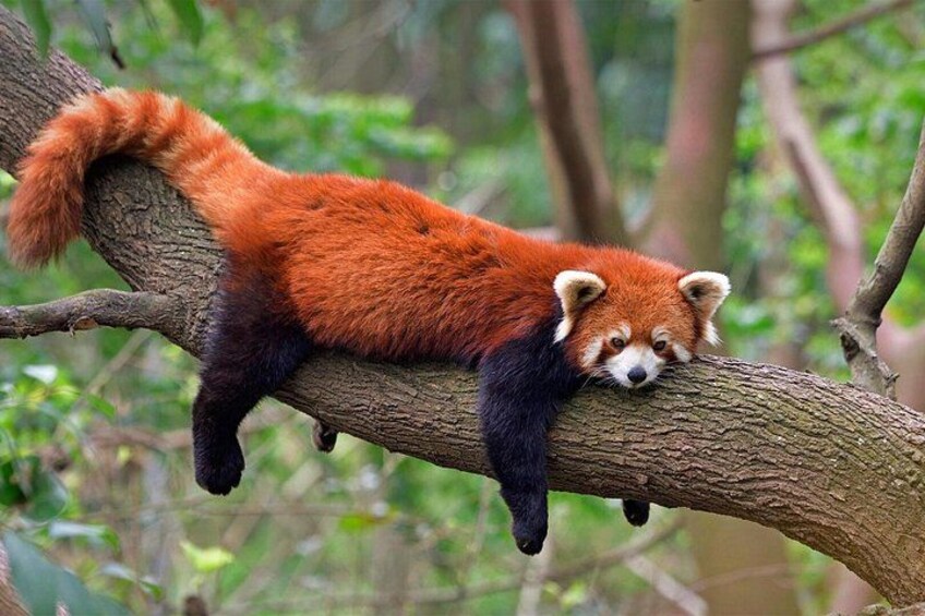Chengdu: Panda Base Leshan Buddha Tour(or Half Day Panda Base ) 5