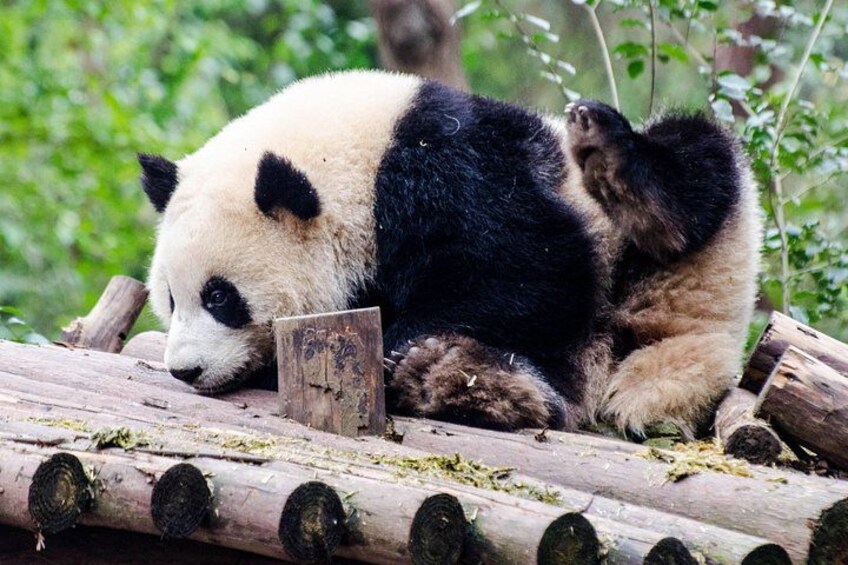 Chengdu: Panda Base Leshan Buddha Tour(or Half Day Panda Base ) 1