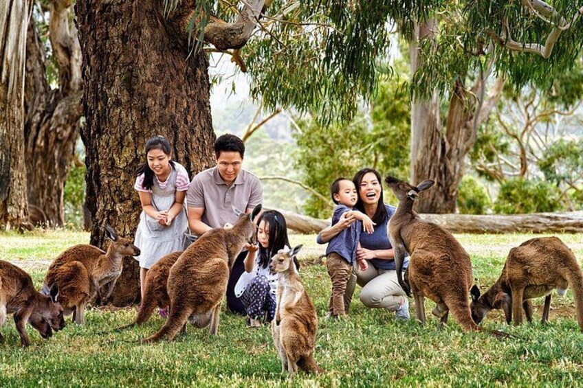 Cleland Wildlife Park Experience - from Adelaide including Mt Lofty Summit 5