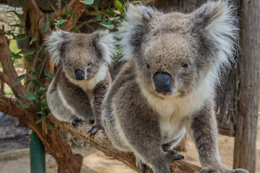 Two koalas on a tree branch in a zoo enclosure. 2