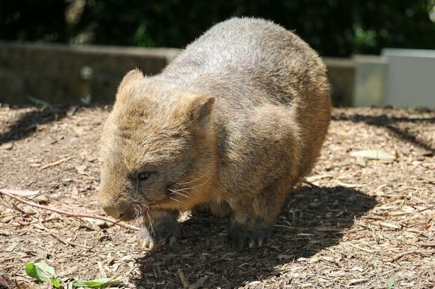 A quokka on a dirt ground with sparse vegetation. 2