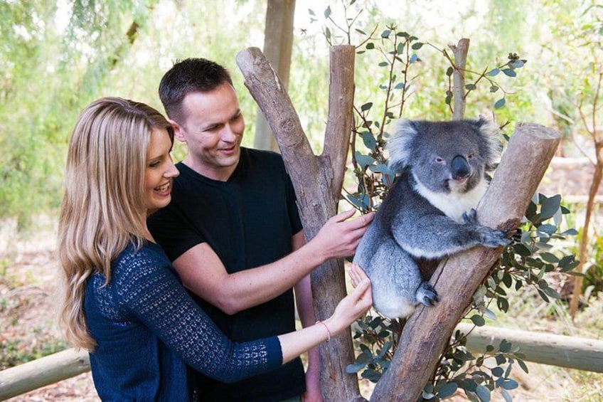 Una persona tiene un koala su un ramo d'albero. 2