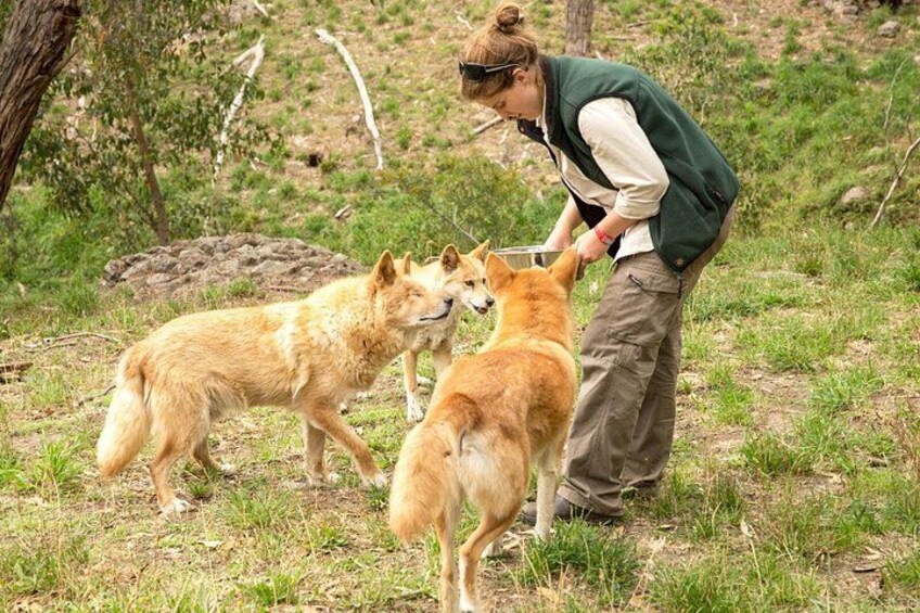Cleland Wildlife Park Experience - from Adelaide including Mt Lofty Summit 1