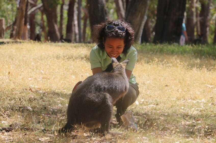 Cleland Wildlife Park Experience - from Adelaide including Mt Lofty Summit 3