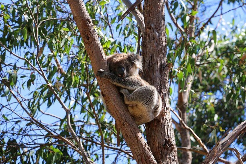 Morialta Wilderness and Wildlife Hike 2