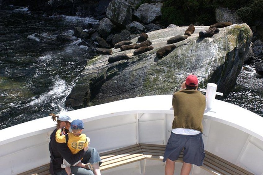 A boat with two people observing seals on a rocky shore. 2