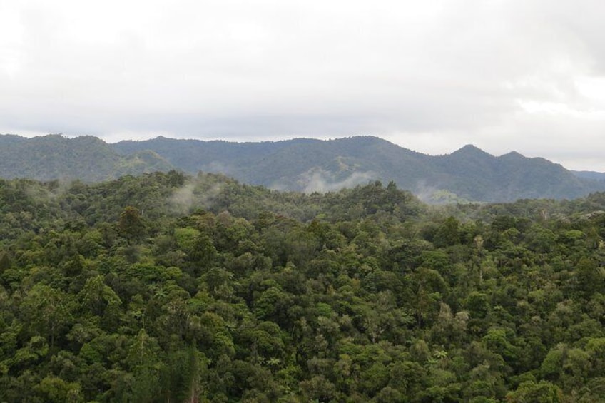 Forest of Ruru in the morning