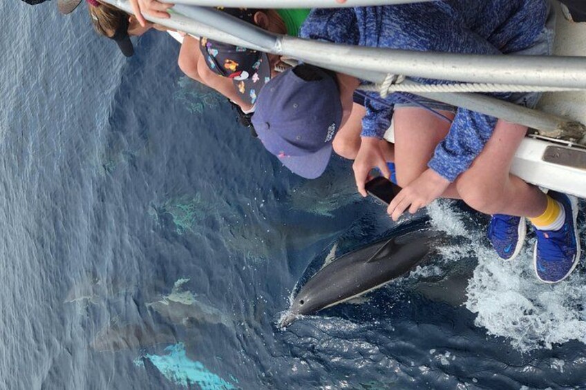 Ein Delfin springt aus dem Wasser, ein Boot und Menschen, die zusehen. 4