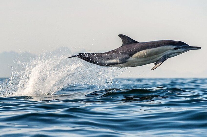 Ein Delfin springt mit einem Sprung aus dem Wasser. 1