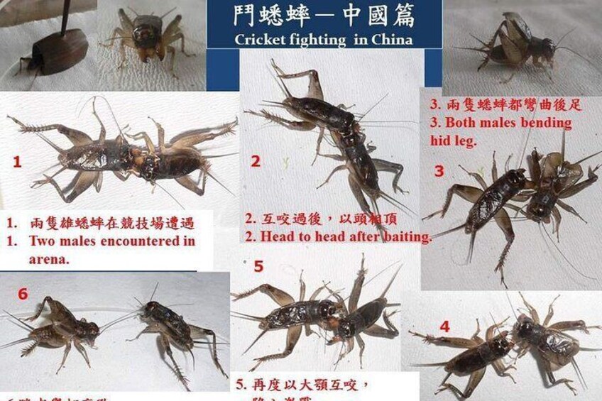 A series of cricket fighting scenes in China, depicting various stages of the competition. 5